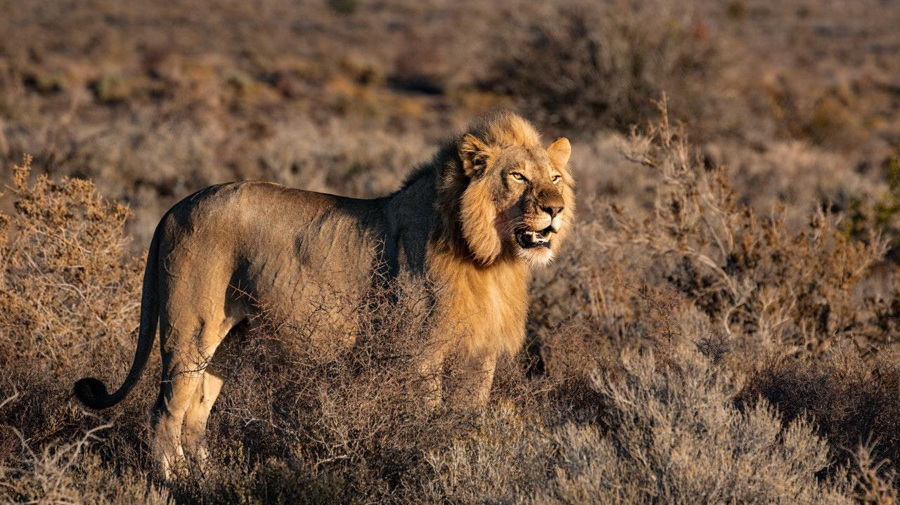 APS-C vs Full Frame for Wildlife Photography: Lion in the Wild