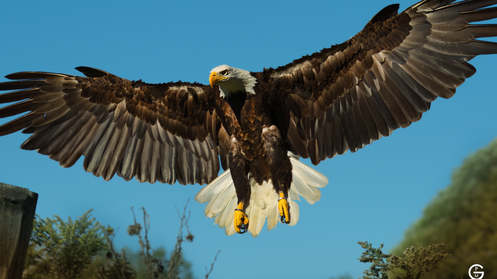 Beginner Tips Birds in Flight Photography