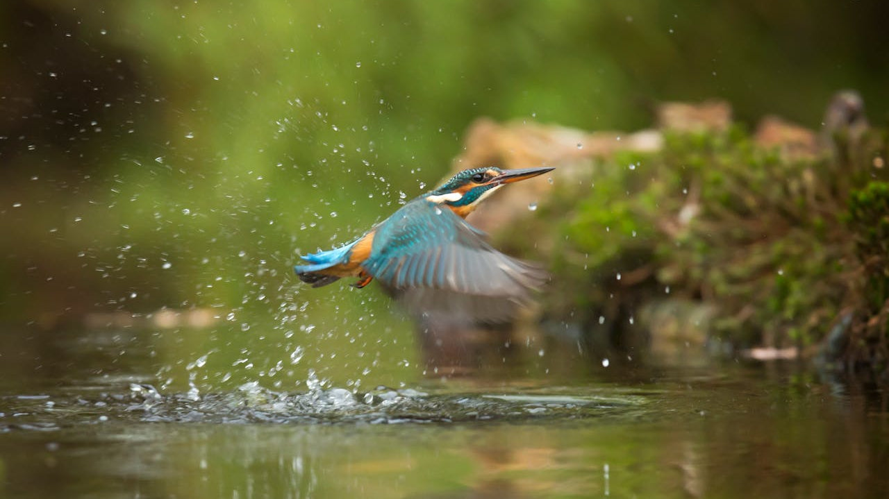 How to Use a Gimbal Head for Bird Photography  | photo by Monique Laats