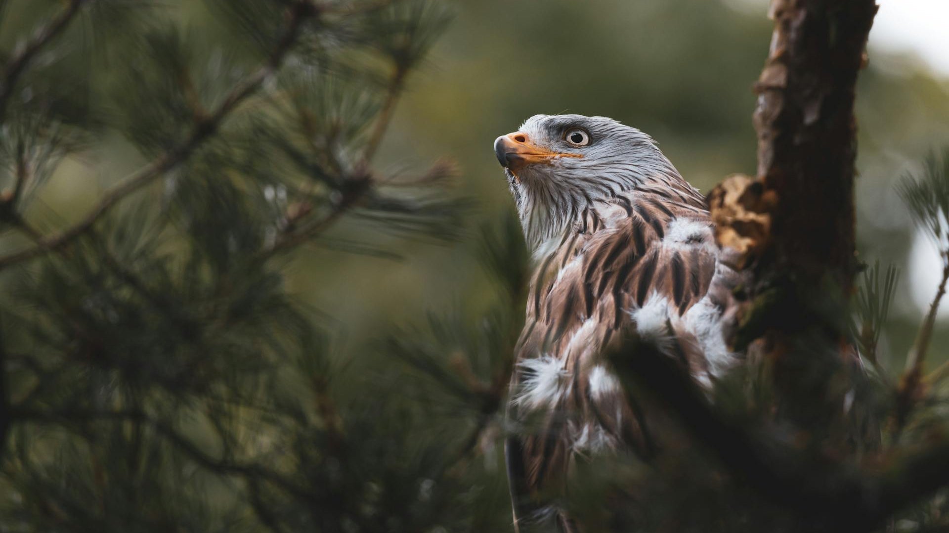 Bird Photography Essentials for Beginners | Hawk photo by Vincent Janssen