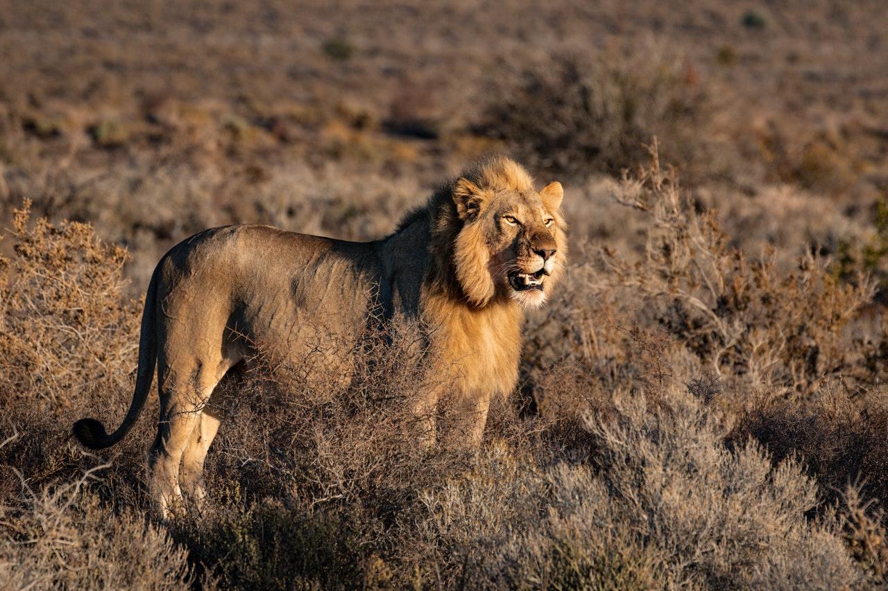 APS-C vs Full Frame for Wildlife Photography: Lion in the Wild
