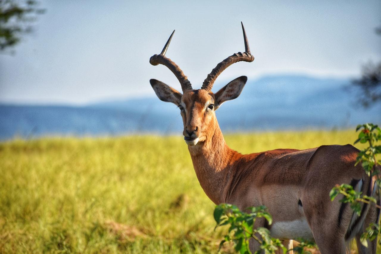 Antelope wildlife photography