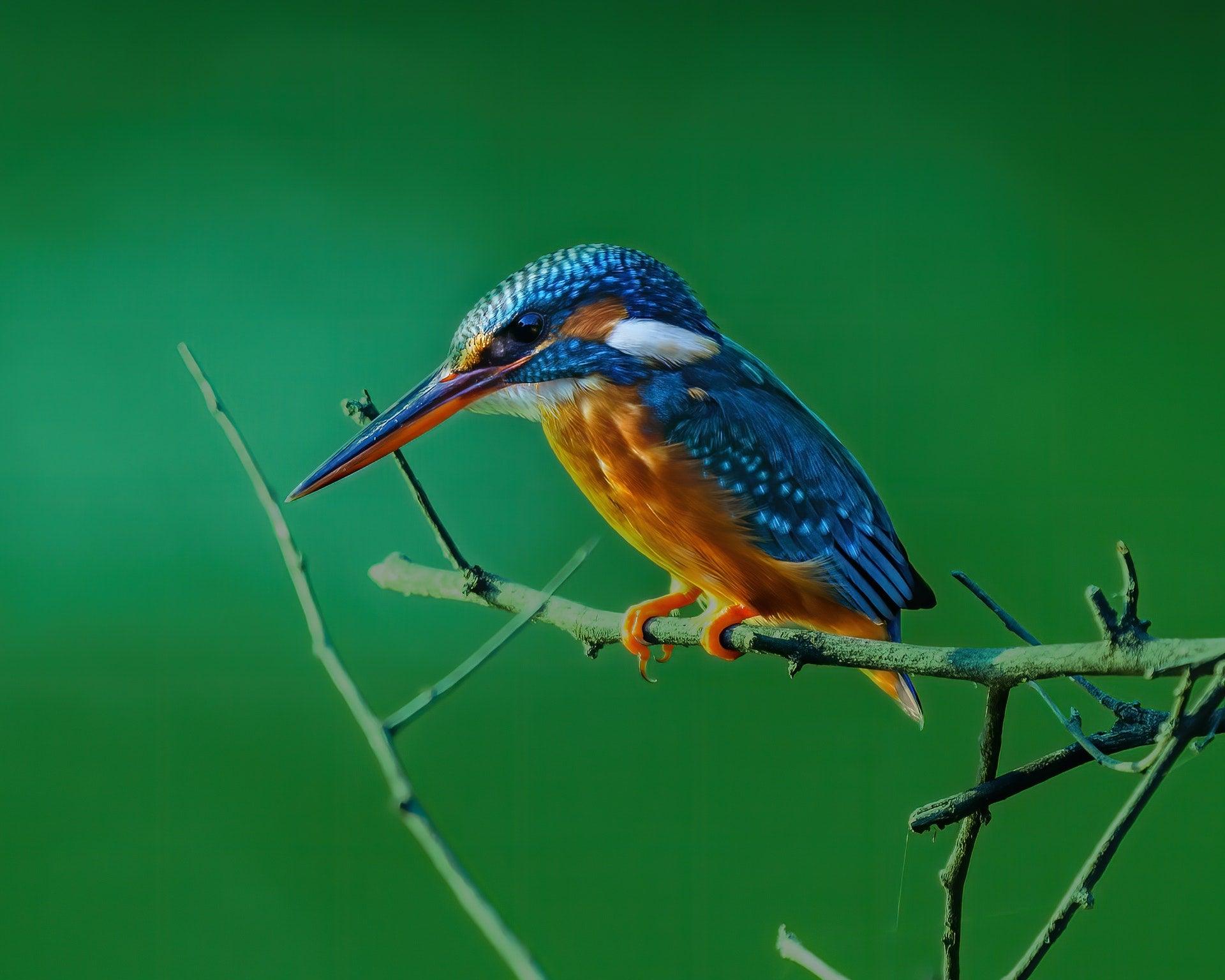 The Ultimate Beginner's Guide To Bird Photography – ProMediaGear