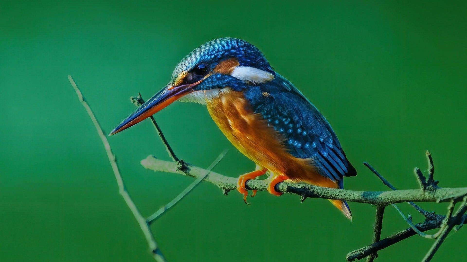 Kingfisher close up by Sachin Nihcas | Pexels