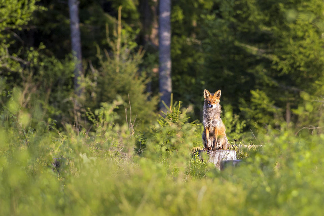 Photographing Spring Wildlife: Capturing Nature 