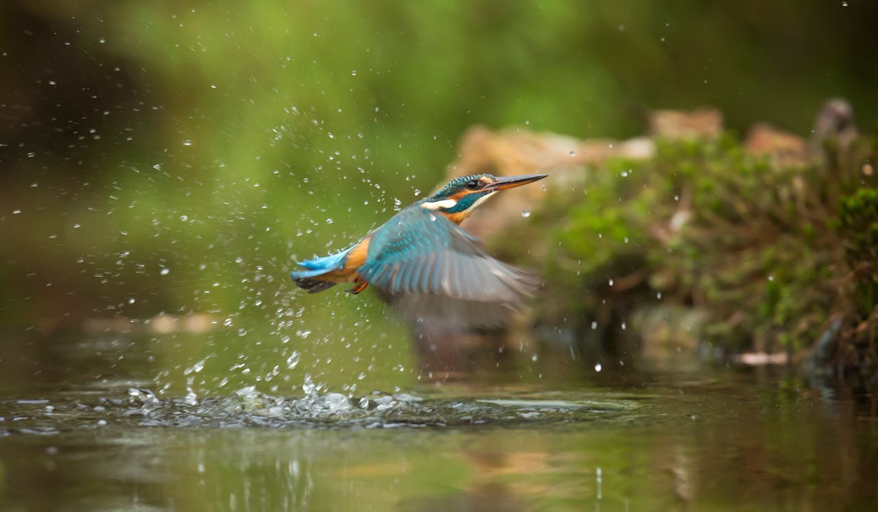 How to Use a Gimbal Head for Bird Photography  | photo by Monique Laats