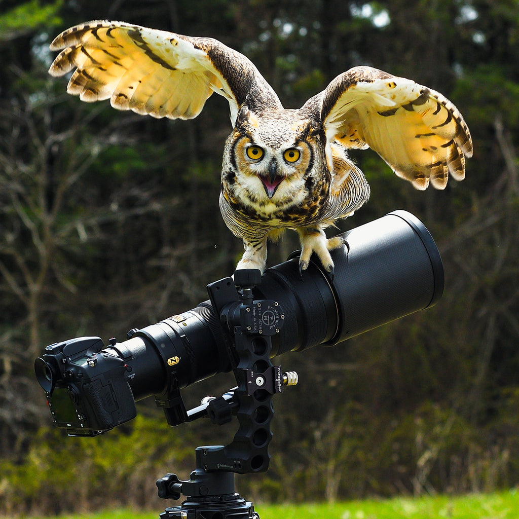 Owl on a ProMediaGear GK Katana Gimbal Head